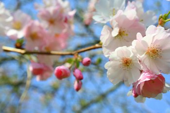 This photo of Cherry Blossoms coming into bloom in St. James Park, London was taken by Mee Lin Woon from Sydney, Australia.